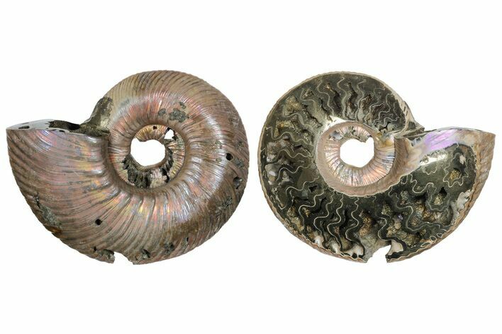 One Side Polished, Pyritized Fossil Ammonite - Russia #174995